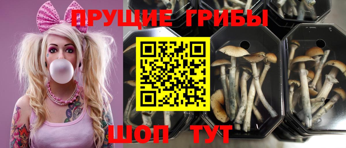 Сухой Лог  купить  цена  Вход с VPN  Псилоцибиновые грибы ЛСД 