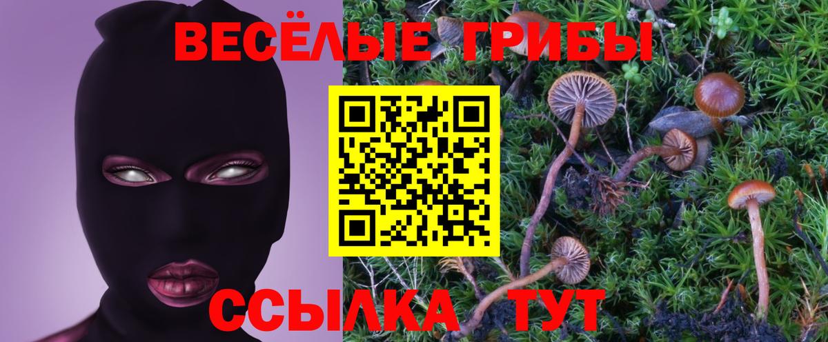 Псилоцибиновые грибы Psilocybe Сухой Лог